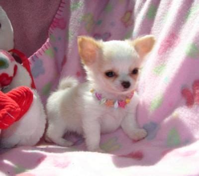 Versace is a Chihuahua puppy for sale in Houston, TX.